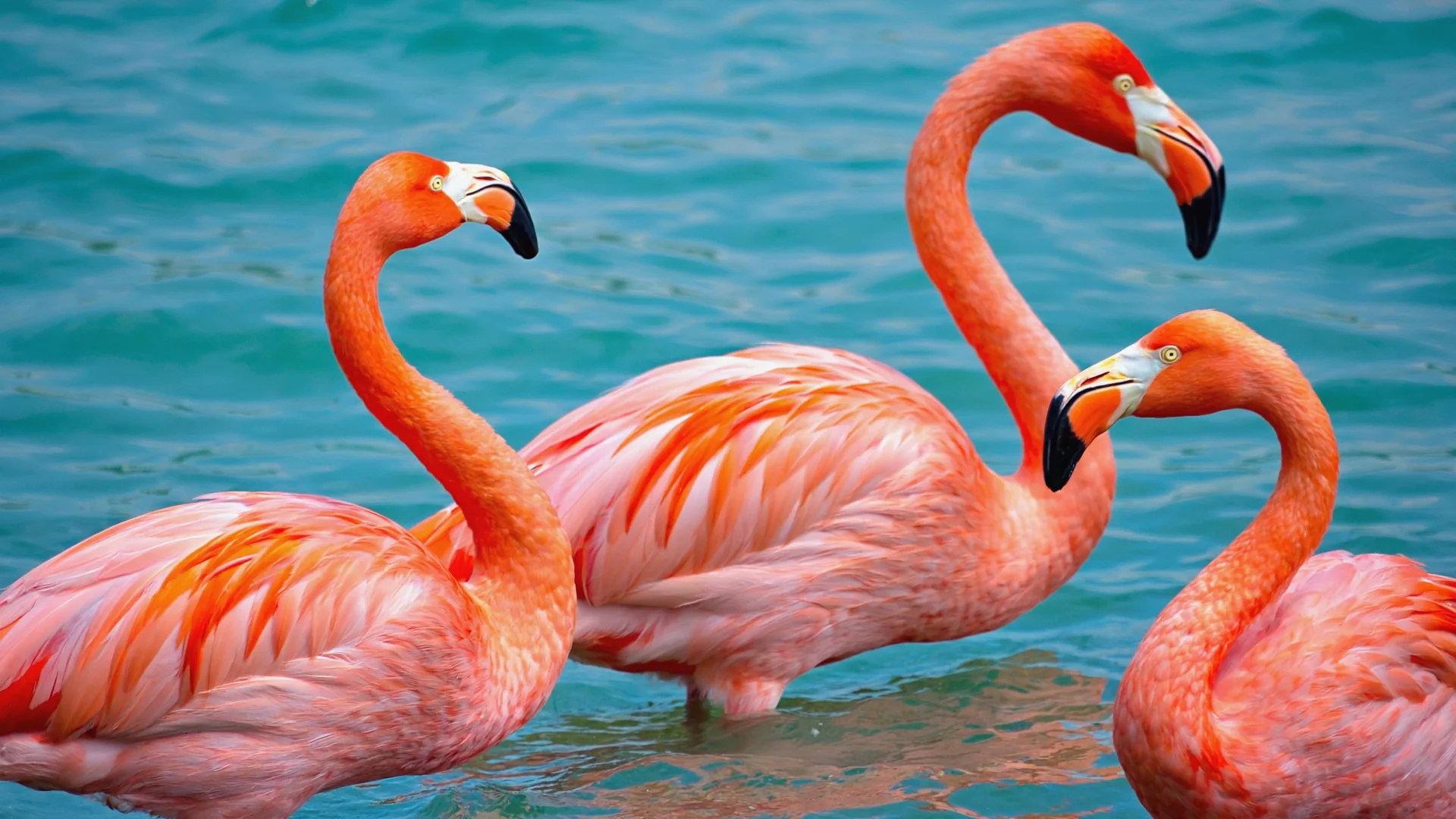 Flamingos in turquoise ocean waters
